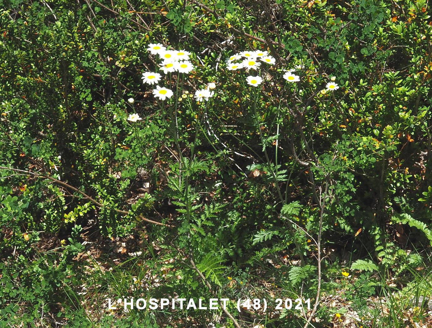 Feverfew, Scentless plant